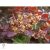 Bíbor cserszömörce / Cotinus coggygria 'Royal Purple'