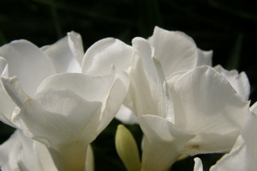 nerium-oleander_leander-viragok