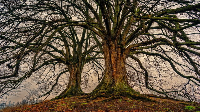 old-trees