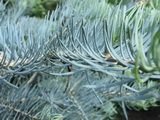 abies-concolor-violaceae-kolorado-fenyo-leaf
