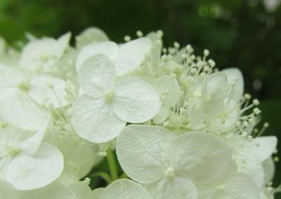 annabelle-cserjes-hortenzia_hydrangea-arborescens-annabelle