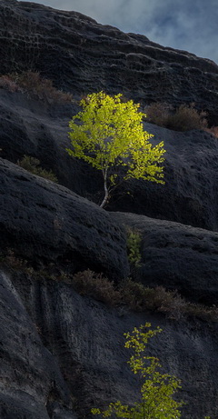 betula-pendula-tree