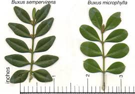 buxus-microphylla-level-abra