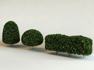 buxus-microphylla-bukszus