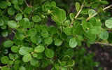 buxus-microphylla-sinica-kislevelu-bukszus