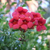 campsis-radicans-praecox