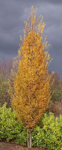 carpinus-betulus-fastigiata_oszlopos-gyertyan-leaves-automn