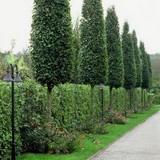 carpinus-betulus-fastigiata_oszlopos-gyertyan-sorfa-magas-torzson