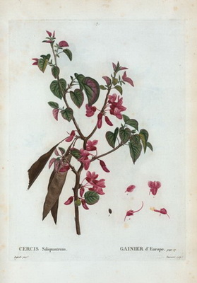 cercis-siliquastrum