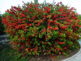 Elly Mosser japánbirs chaenomeles-japonica-blooming