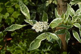 cornus-alba-elegantissima_fehertarka-feher-som