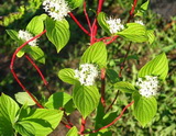 A szibériai fehér som részletes leírása és vásárlási lehetőség cornus-alba-sibirica