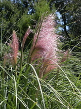 Rosea ezüstös pampafű cortaderia-selloana-rosea-ezustos-pampafu-427226-160x214.jpg