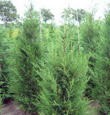 cupressocyparis-leylandii-green-rocket-Leyland-ciprus