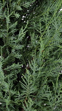 cupressocyparis-leylandii-pyramidalis-Leyland-ciprus