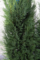 cupressocyparis-leylandii-pyramidalis-Leyland-ciprus