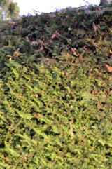 cupressocyparis-leylandii