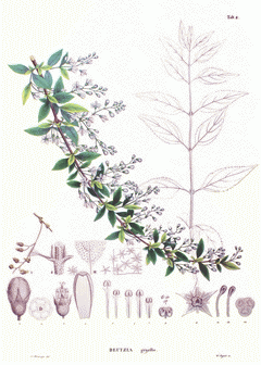 deutzia-gracilis_erdeslevelu-gyongyviragcserje-abrazolas