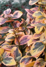 euonymus-fortunei-emerald-n-gold-fagyott-level