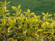 euonymus-fortunei-emerald-n-gold_arany-kecskerago
