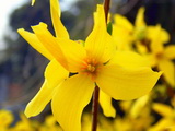 forsythia-x-intermedia-beatrix-farrand