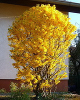 forsythia-x-intermedia-lynwood