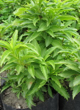 forsythia-x-intermedia-minigold