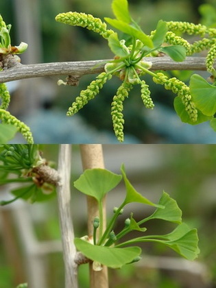 ginkgo-biloba_pafranyfenyo-male-flower