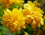 Pleniflora kerria-japonica_boglarkacserje-pleniflora