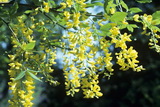 laburnum-watereri-wossii