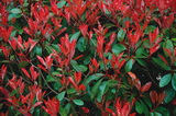 Corallina részletes bemutatása, és vásárlási lehetőség photinia-fraseri-corallina-korallberkenye