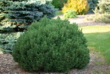 pinus-mugo-mops-torpefenyo