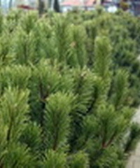 pinus-mugo-torpefenyo