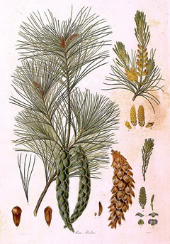 pinus-strobus-bauer