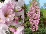 prunus-serrulata-amanogawa