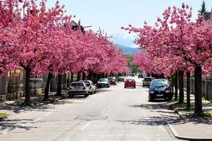 prunus-serrulata-in-klagenfurt-ferd-jergitsch-strasse