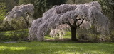 prunus-serrulata-kiku-shidare-sakura-seattle-arboretum-trees