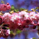 prunus-serrulata-pink-perfection