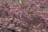 prunus-serrulata-royal-burgundy