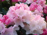 rhododendron-yakushimanum-dreamland