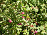 Hancock hóbogyó symphoricarpos-x-chenaultii-Hancock