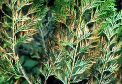 A tuja pikkelylevél-barnulása thuja-levelei-mitol-szaradnak-avagy-mi-is-az-a-didimaszcella