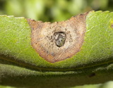 alternaria-sp