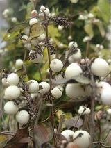 symphoricarpos-albus_hobogyo-betegsege-liszharmat