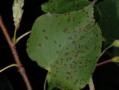 Hárs levélfoltosság hárs levélen tilia-mycosphaerella-millegrana