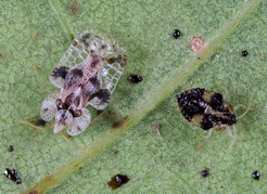 csipkes-poloska_corythucha-ciliata
