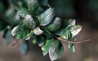 Fagyaltripsz egyed dendrothrips-ornatus_fagyaltripsz