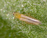 Fagyaltripsz egyed dendrothrips-ornatus_fagyaltripsz