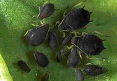 fekete-repaleveltetu_aphis-fabae-240x165.jpg