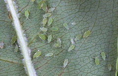 Galagonya-levéltetű inváziója galagonya-leveltetu_rhopalosiphum-insertum